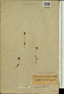 Disperis villosa (L.f.) Sw., Африка (AFR) (ЮАР)