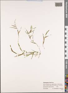 Рдест Фриза, Рдест Фриса Rupr., Сибирь, Якутия (S5) (Россия)