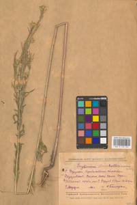 Желтушник душистый Ehrh., Восточная Европа, Средневолжский район (E8) (Россия)