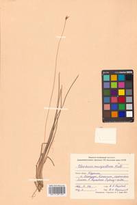Eleocharis margaritacea (Hultén) Miyabe & Kudô, Сибирь, Дальний Восток (S6) (Россия)