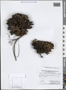 Камнеломка можжевельниколистная Adams, Кавказ, Дагестан (K2) (Россия)