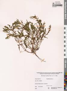 Блитум азиатский (Fisch. & C.A.Mey.) S.Fuentes, Uotila & Borsch, Сибирь, Чукотка и Камчатка (S7) (Россия)