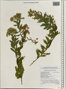 Pluchea dioscoridis (L.) DC., Зарубежная Азия (ASIA) (Израиль)