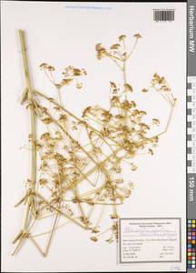 Dichoropetalum aromaticum (Rech. fil.) Pimenov & Kljuykov, Зарубежная Азия (ASIA) (Иран)