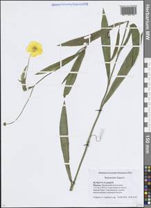 Лютик длиннолистный L., Восточная Европа, Московская область и Москва (E4a) (Россия)