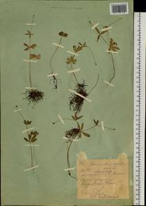 Лютик золотистый L., Сибирь, Западный (Казахстанский) Алтай (S2a) (Казахстан)