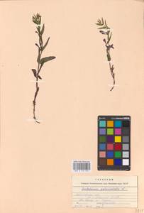 MHA 0 155 359, Шлемник обыкновенный L., Восточная Европа, Центральный лесной район (E5) (Россия)