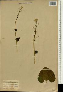 Eutrema japonicum (Miq.) Koidz., Зарубежная Азия (ASIA) (Япония)