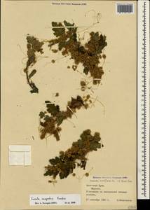 Повилика полевая Yunck., Крым (KRYM) (Россия)