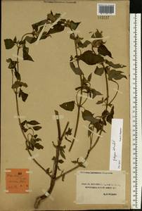 Пикульник обыкновенный L., Восточная Европа, Центральный лесостепной район (E6) (Россия)