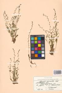 Незабудка прямостоячая Link ex Roem. & Schult., Восточная Европа, Московская область и Москва (E4a) (Россия)