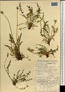 Одуванчик китайский Kitag., Монголия (MONG) (Монголия)