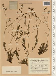 Limonium carnosum (Boiss.) Kuntze, Зарубежная Азия (ASIA) (Иран)