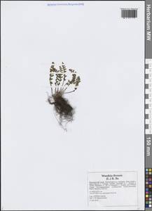 Вудсия эльбская (L.) R.Br., Сибирь, Дальний Восток (S6) (Россия)