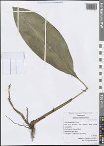 Amomum unifolium Gagnep., Зарубежная Азия (ASIA) (Вьетнам)