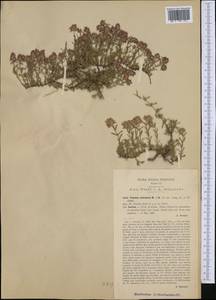 Thymus striatus Vahl, Западная Европа (EUR) (Италия)