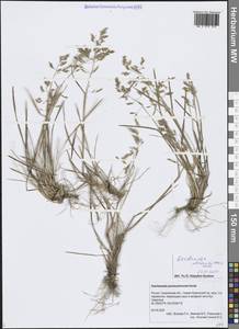 Щучка дернистая, Сибирь, Дальний Восток (S6) (Россия)