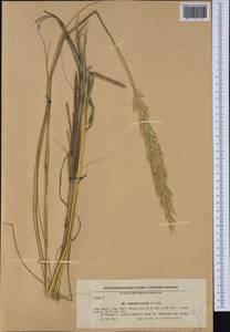 Calamagrostis arenaria (L.) Roth, Западная Европа (EUR) (Болгария)