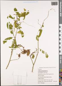 Abrus precatorius L., Зарубежная Азия (ASIA) (Вьетнам)