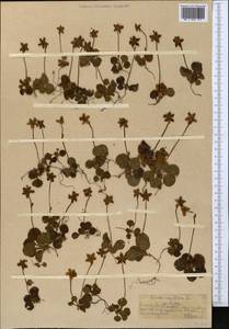 Одноцветка крупноцветковая (L.) A. Gray, Средняя Азия и Казахстан, Северный и Центральный Тянь-Шань (M4) (Казахстан)