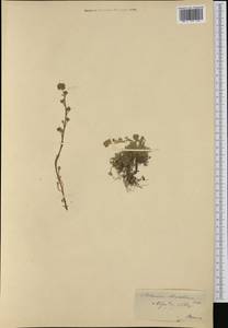 Artemisia mutellina S. G. Gmel., Западная Европа (EUR) (Швейцария)