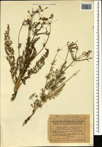 Caropodium platycarpum (Boiss. & Hausskn.) Schischk., Кавказ, Армения (K5) (Армения)
