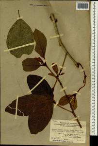 Euphorbiaceae, Зарубежная Азия (ASIA) (КНР)