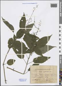 Circaea canadensis subsp. quadrisulcata (Maxim.) Boufford, Сибирь, Дальний Восток (S6) (Россия)