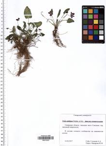 Фиалка сомнительная Waldst. & Kit., Восточная Европа, Средневолжский район (E8) (Россия)