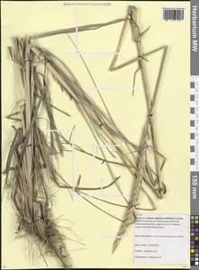 Волоснец кистистый, Колосняк кистистый (Lam.) Tzvelev, Кавказ, Краснодарский край и Адыгея (K1a) (Россия)