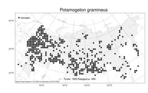 Potamogeton gramineus, Рдест злаковый L., Атлас флоры России (FLORUS) (Россия)