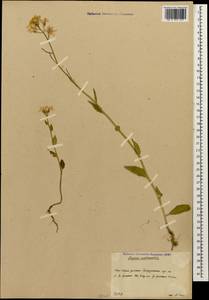 Вечерница обыкновенная L., Кавказ, Южная Осетия (K4b) (Южная Осетия)