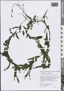 Рдест пронзеннолистный, Рдест стеблеобъемлющий L., Сибирь, Прибайкалье и Забайкалье (S4) (Россия)