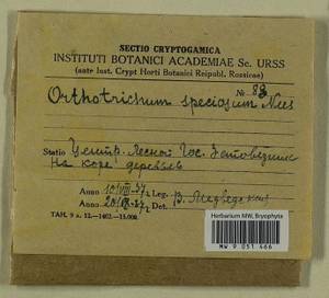 Lewinskya speciosa (Nees) F. Lara, Garilleti & Goffinet, Гербарий мохообразных, Мхи - Центральное Нечерноземье (B6) (Россия)