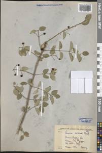 Жимолость Королькова Stapf, Средняя Азия и Казахстан, Западный Тянь-Шань и Каратау (M3) (Киргизия)