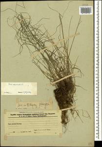 Мятлик дубравный L., Кавказ, Азербайджан (K6) (Азербайджан)