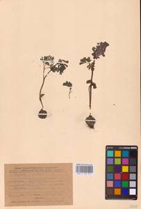 Хохлатка плотная (L.) Clairv., Восточная Европа, Центральный лесостепной район (E6) (Россия)