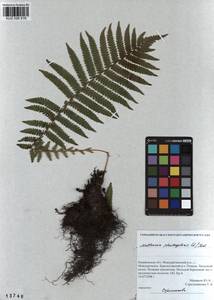 Страусник обыкновенный (L.) Tod., Сибирь, Алтай и Саяны (S2) (Россия)