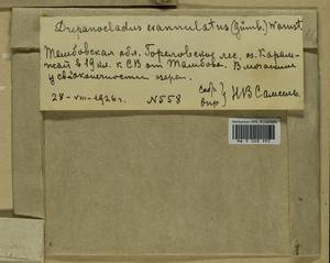 Sarmentypnum exannulatum (Schimp.) Hedenäs, Гербарий мохообразных, Мхи - Центральное Черноземье (B10) (Россия)
