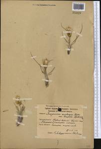 Takhtajaniantha austriaca (Willd.) Zaika, Sukhor. & N.Kilian, Средняя Азия и Казахстан, Северный и Центральный Казахстан (M10) (Казахстан)