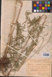 Василисник светлый, Василисник блестящий L., Восточная Европа, Центральный район (E4) (Россия)