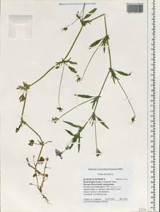 Фиалка трехцветная, Анютины глазки L., Восточная Европа, Северный район (E1) (Россия)