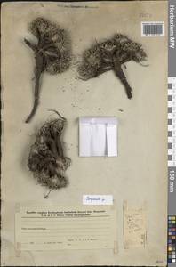 Колокольчик, Кавказ, Азербайджан (K6) (Азербайджан)