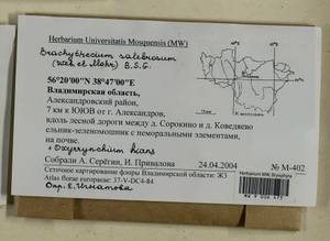 Brachythecium salebrosum (Hoffm. ex F. Weber & D. Mohr) Schimp., Гербарий мохообразных, Мхи - Центральное Нечерноземье (B6) (Россия)