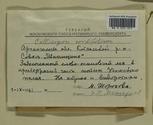Calliergon cordifolium (Hedw.) Kindb., Гербарий мохообразных, Мхи - Архангельская и Вологодская области, Коми, Ненецкий АО (B7) (Россия)