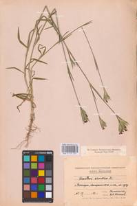 Гвоздика армериевидная L., Восточная Европа, Северо-Украинский район (E11) (Украина)