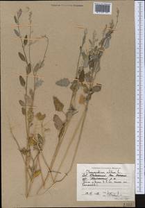 Марь белая L., Средняя Азия и Казахстан, Прикаспийский Устюрт и Северное Приаралье (M8) (Казахстан)