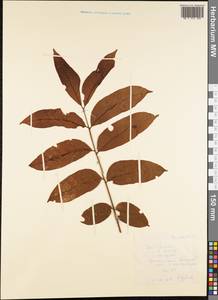 Magnoliopsida, Австралия и Океания (AUSTR) (Самоа)