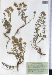 Зизифора пахучковидная Lam., Средняя Азия и Казахстан, Западный Тянь-Шань и Каратау (M3) (Киргизия)