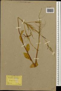 Rhamphospermum arvense (L.) Andrz. ex Besser, Восточная Европа, Нижневолжский район (E9) (Россия)